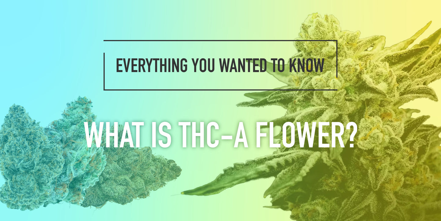 banner for what is thc-a flower. everything you need to know